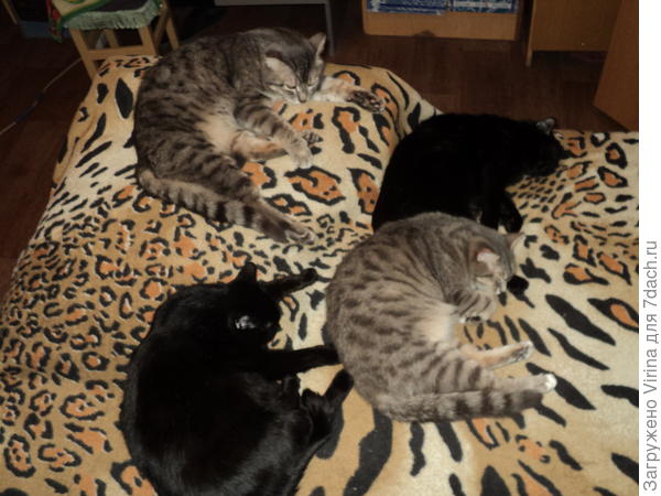 послеобеденный отдых на хозяйском диване