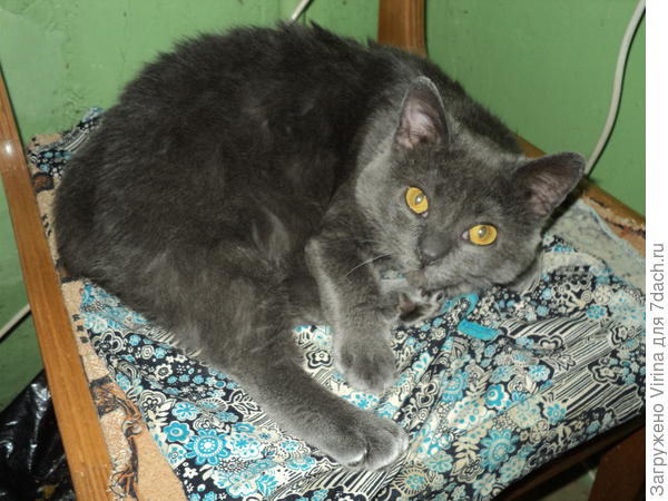 Привет, я Дюшка