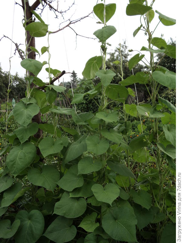 Ипомея. Даже если нет цветов, листва тоже шикарная