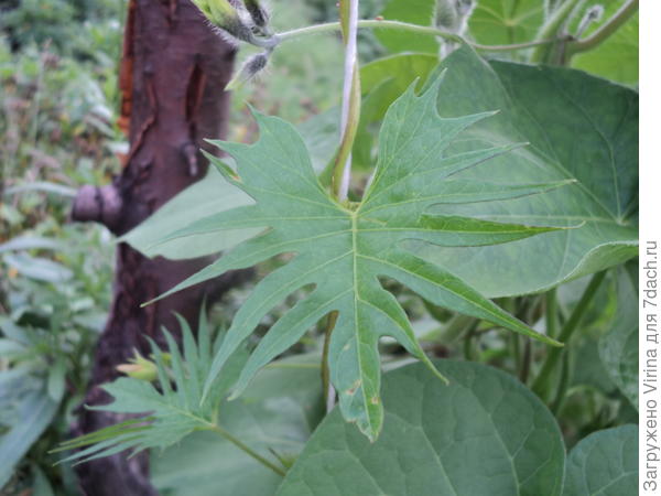 это отже лист ипомеи