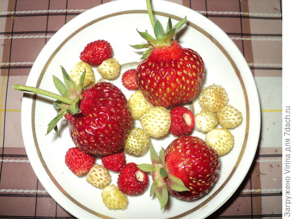 с клубникой )))