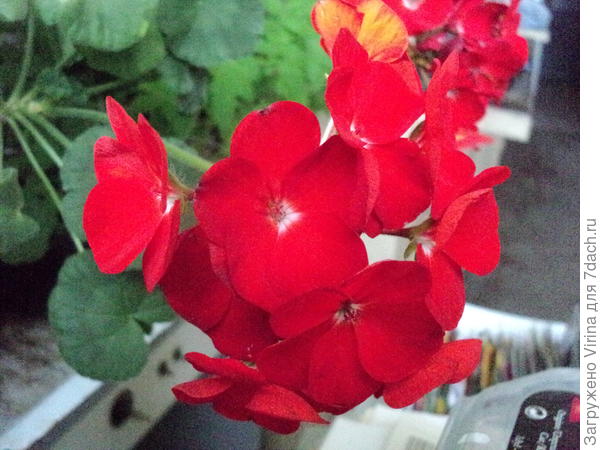 Искала красненького дома, а его там нету... Нашла на работе)))