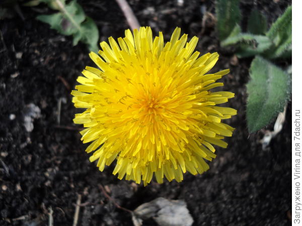 Катюша, солнышко в подарок!