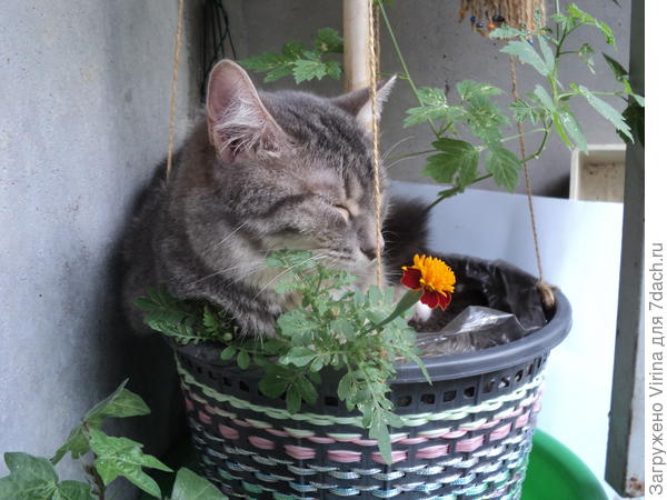 любимое место спячки летом - и прохлдано, и не видно