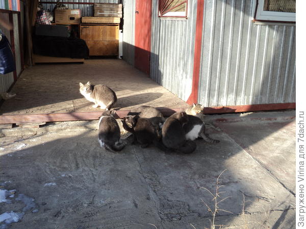 Кошачья тусовка