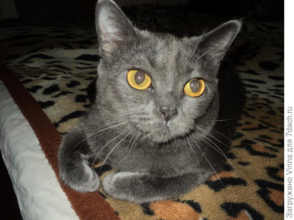 Вот такие мы теперь ))) умнички-красавички... хозяюшка