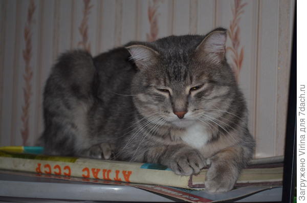 Мурзик