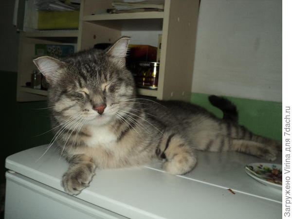 Ну, с Весной всех! Мяу!