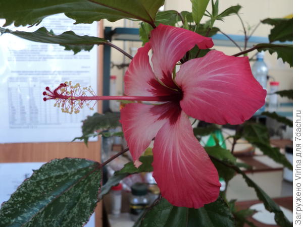 Вот, например, вариегатный гибискус. И лепестков всего 5, и пестик длинный...