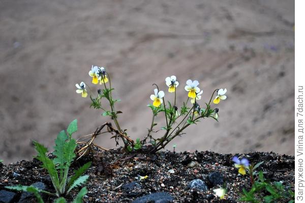 фото из инета. что-то вот такое может вырасти, только побледнее и помельче