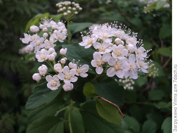 спирея цветет