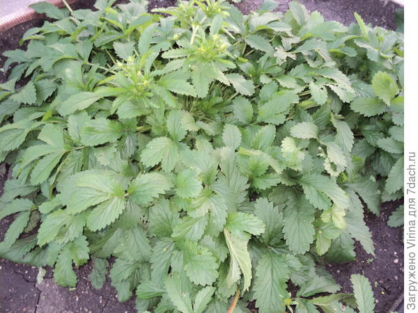 милый монстр, затесавшийся в семена мелкоплодной земляники