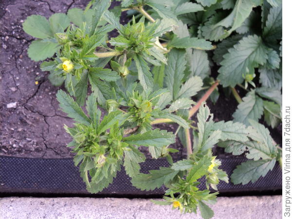 еще и зацвел, паразит!