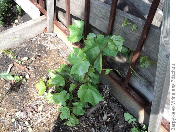 Вот тут видно борта виноградной грядки. Сейчас с одной стороны уже обложен шлакоблоком - тропинка сделана