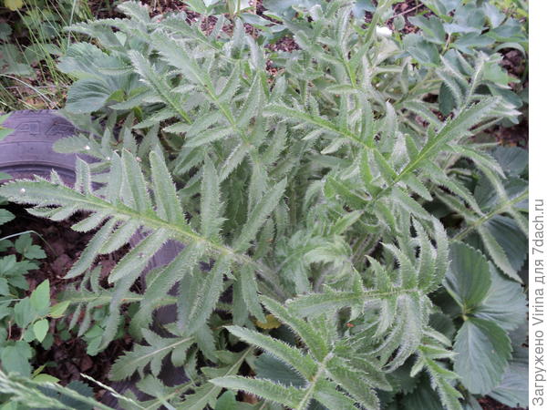 Мак декоративный, многолетний,оранжевый