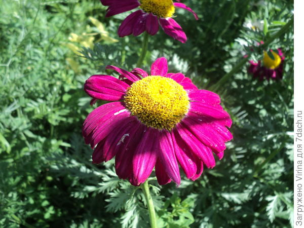 Пиретрум, "серьезный товарисч"