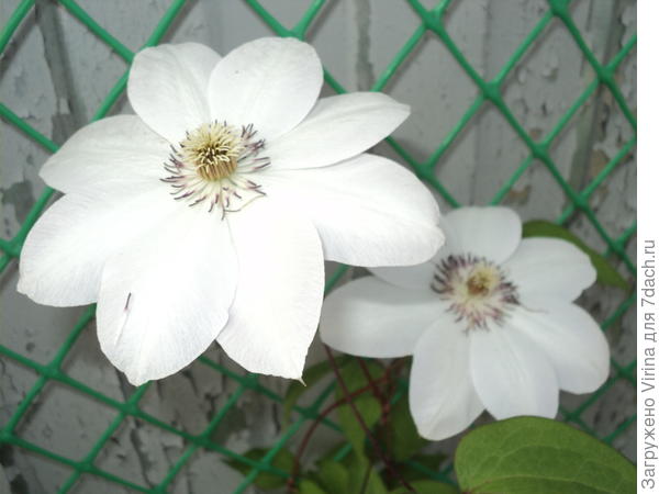 Я ж красавица?