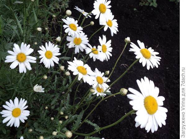 Ромашки-"сестрицы", растут по всему саду, им всем хватает места