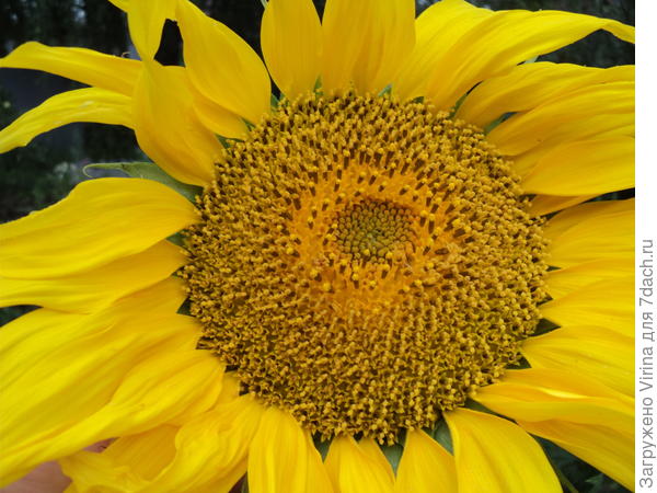 И да, я тоже - "самая большая ромашка", как говорили выше )))