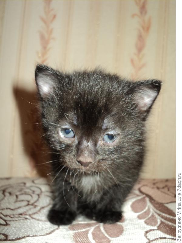 вылезла и коробки