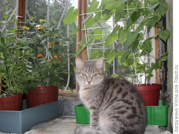 Вон она цветет, на заднем плане оранжевыми цветочками