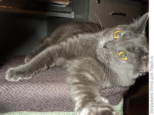 Муррау! С Весной!