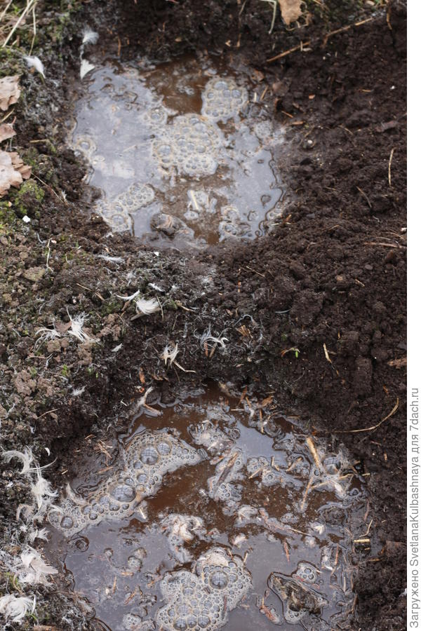 пролила теплой водой
