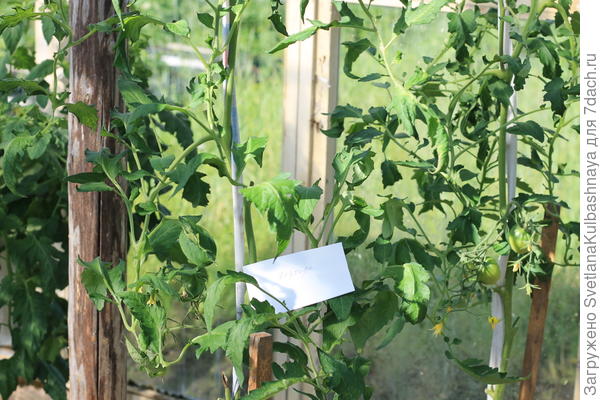 фото от 09.08.2017