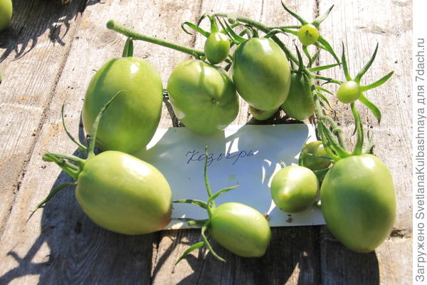 фото от 6.09.2017 последние плоды