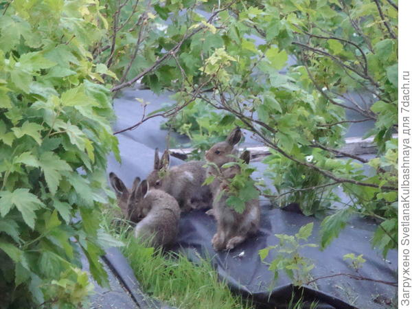 зайчики собираются в ожидании кормилицы
