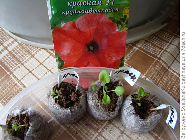 растения до пересадки