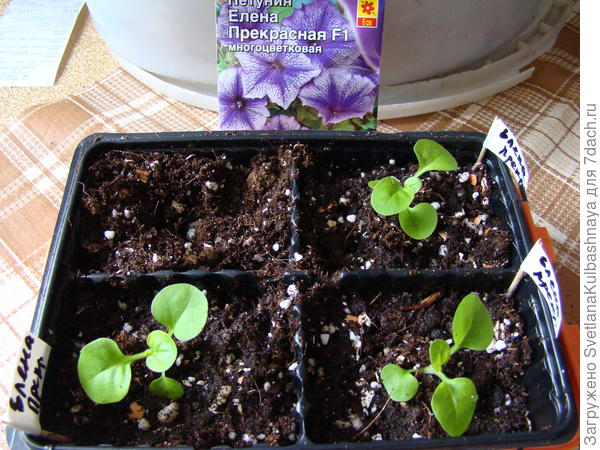 растения после пересадки