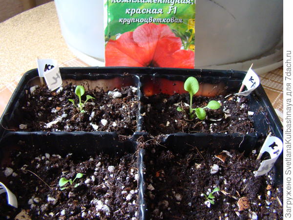 растения после пересадки