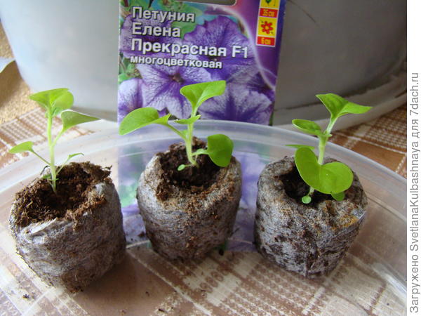 растения в ТПТ до пикировки