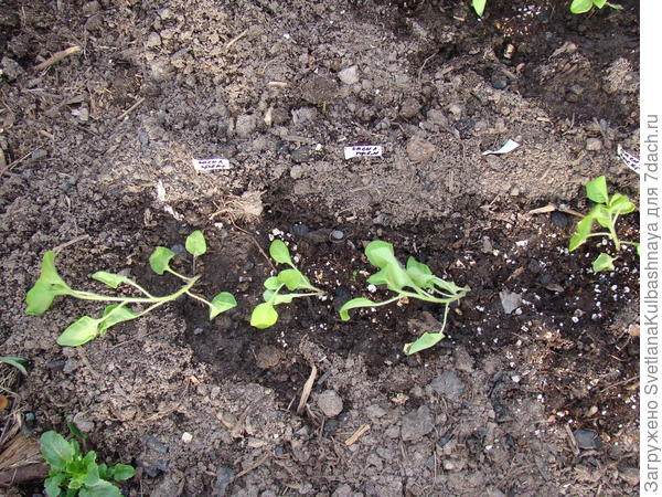 пересадка в ОГ