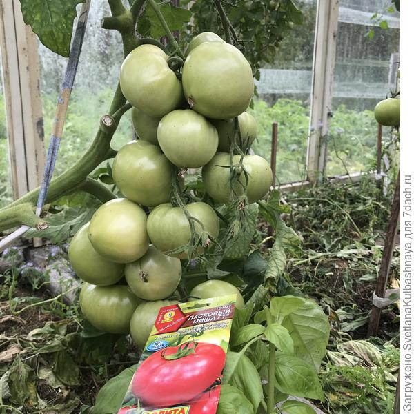 Но такой урожай только у одного куста из трех