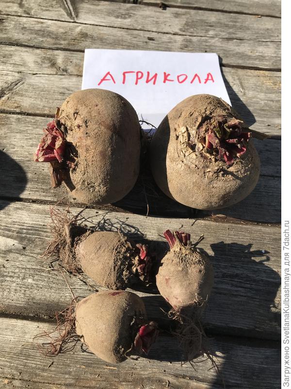 Свекла с тестируемой грядки сравнение