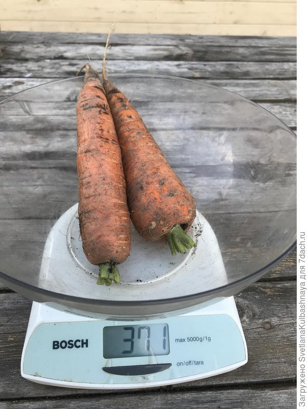 Сколько гр морковь. Морковь средний вес 1 шт. Вес 1 моркови средней. Вес моркови 1 шт. Вес 1 морковки.