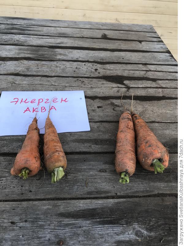 2 самых крупных корнеплода