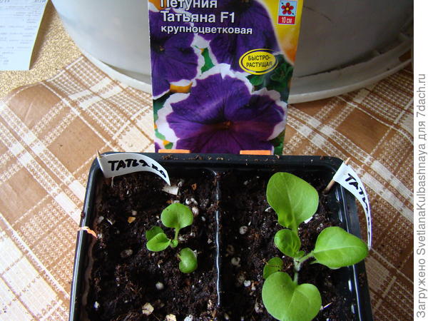 петуния пересажена из ТПТ