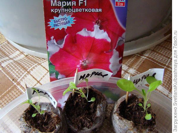 петуния в ТПТ готова к пересадке