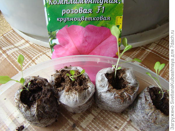 петуния в ТПТ