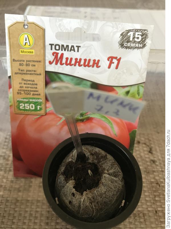 Всходы 10.03.2019