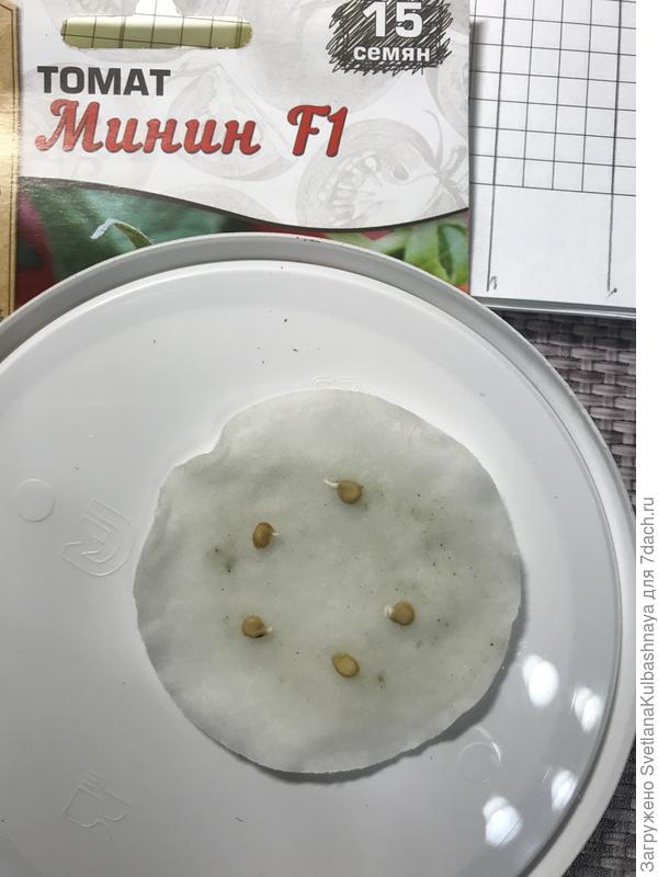 семена проросли