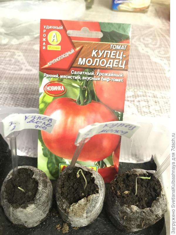 09.03.2019 всходы