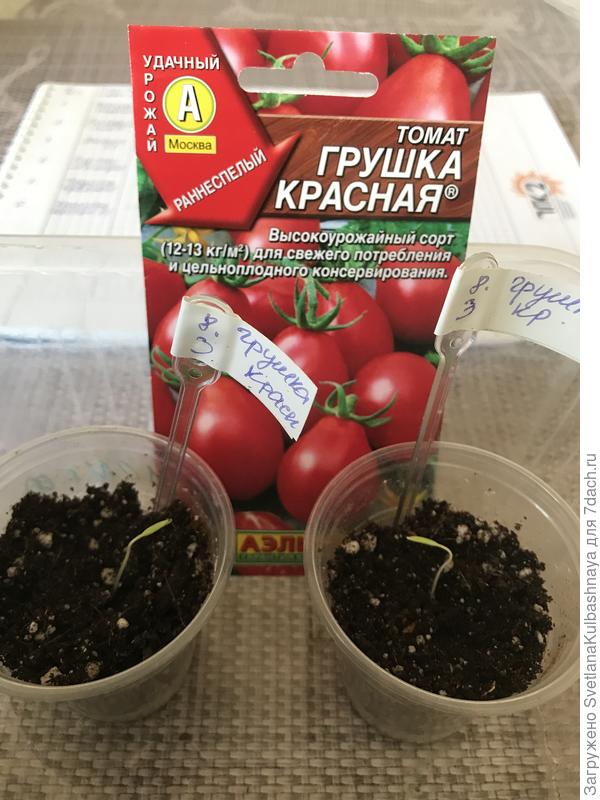 10.03.2019 всходы