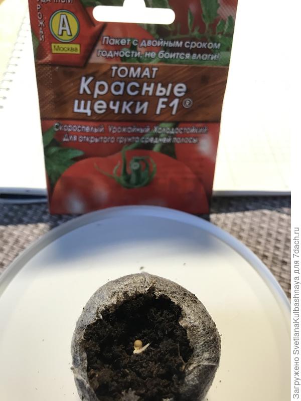 08.03.2019 посев