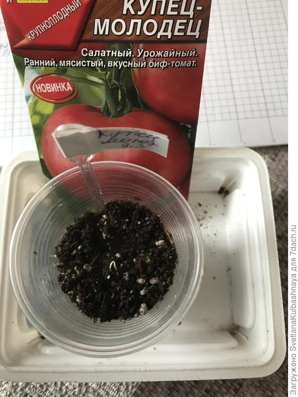 11.03.2019 всходы
