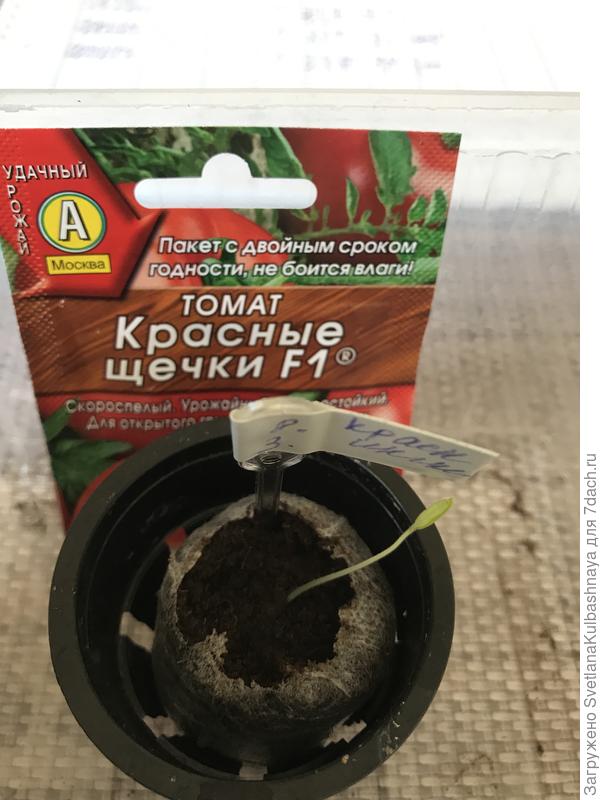 10.03.2019 всходы
