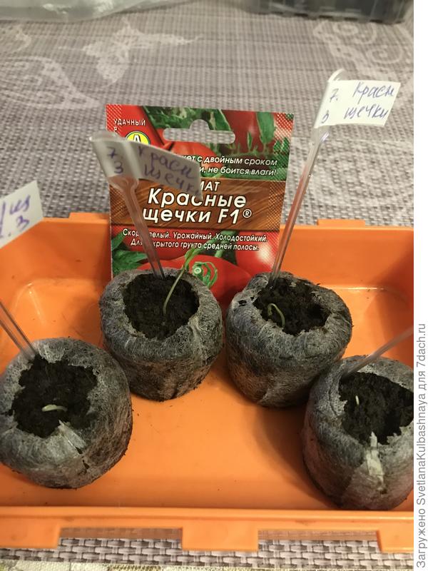 09.03.2019 всходы